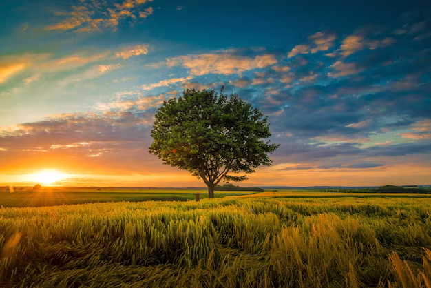 Tree in a beautiful sunset